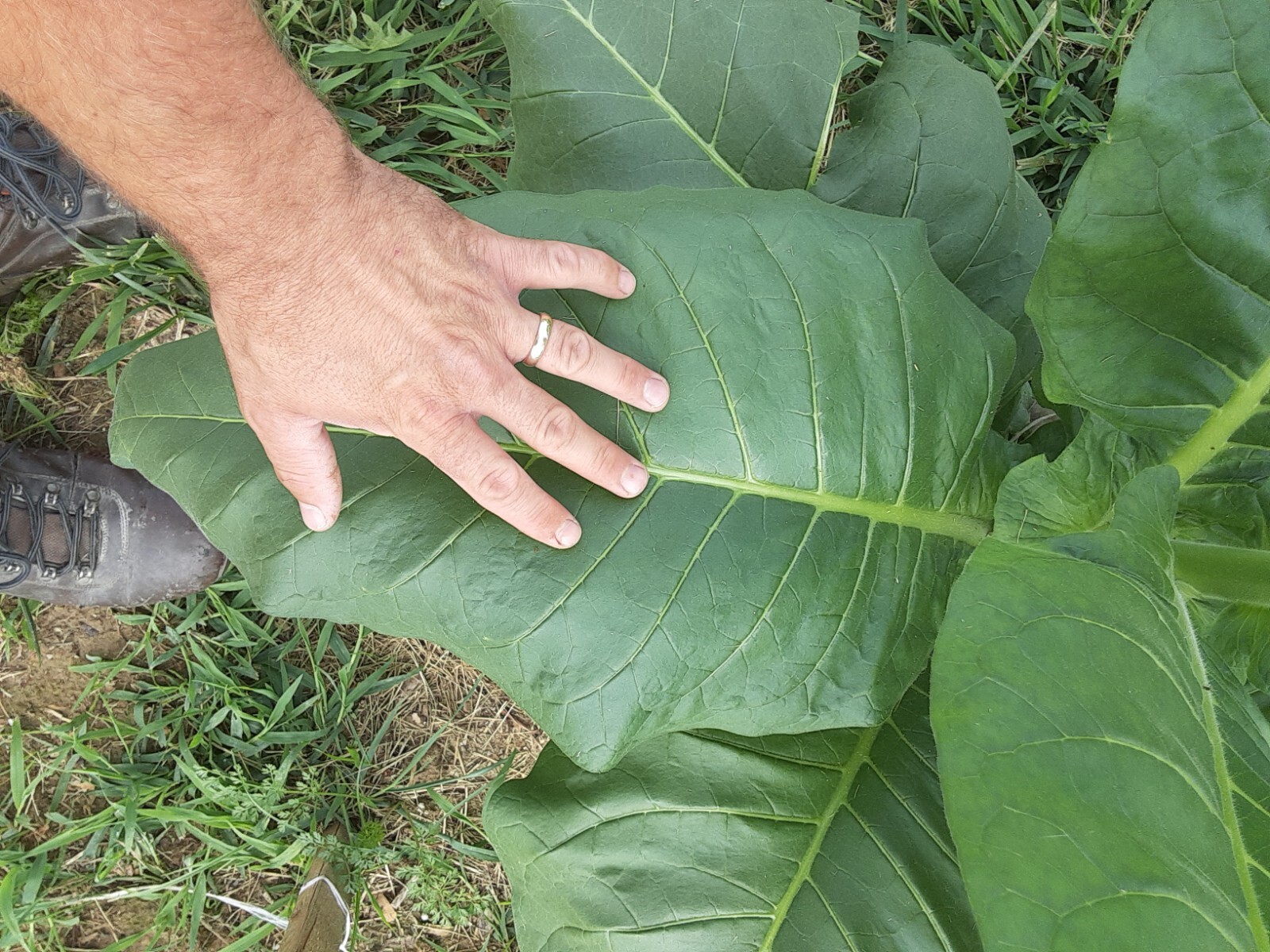 1000 “Great Lakes Gold” Tobacco Seeds FROM MICHIGAN! Organic, Heirloom, non-GMO