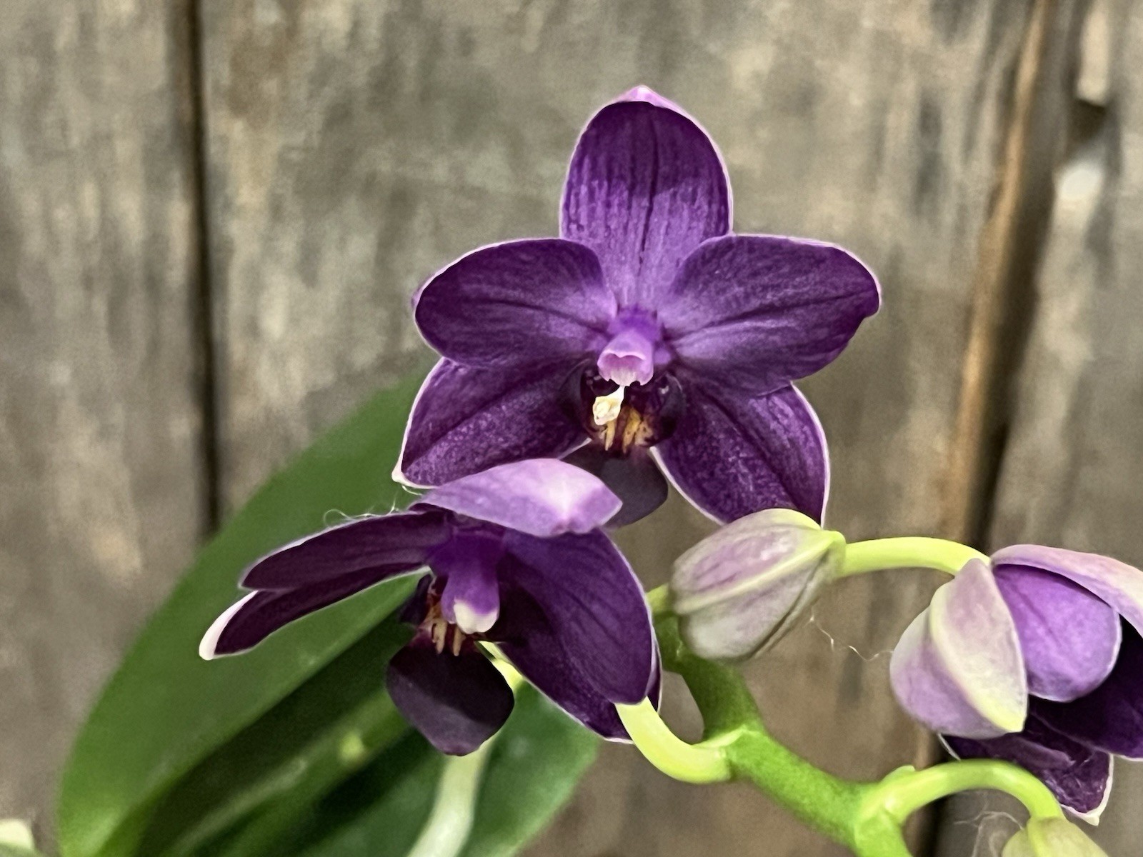 Phal. Ching Ann Mary ‘1830’, Blooming Size, FREE Shipping