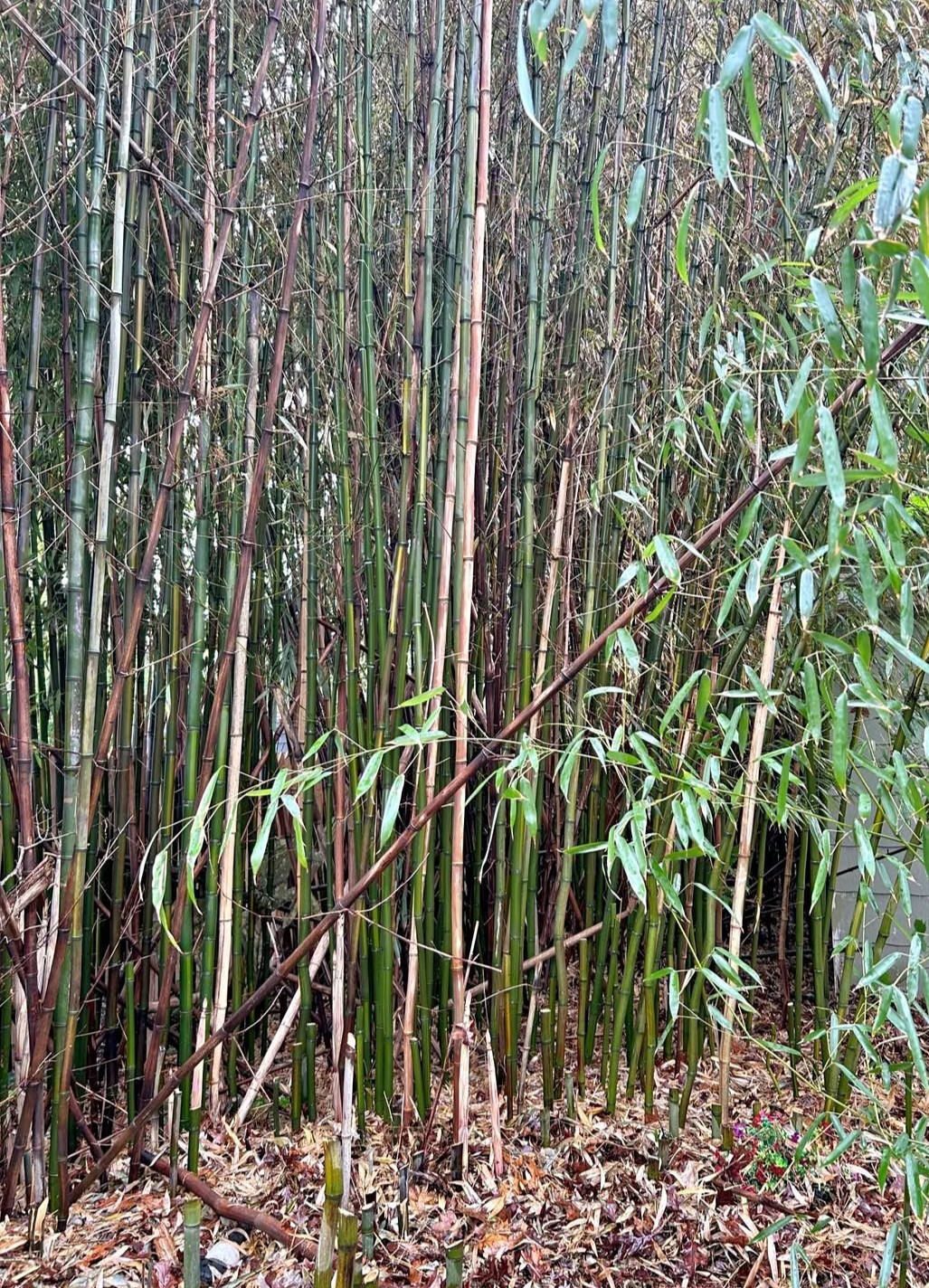 (2) Live Running Bamboo Roots Rhizomes 6″+ Zone 7 Cold Hardy 40′ Tall