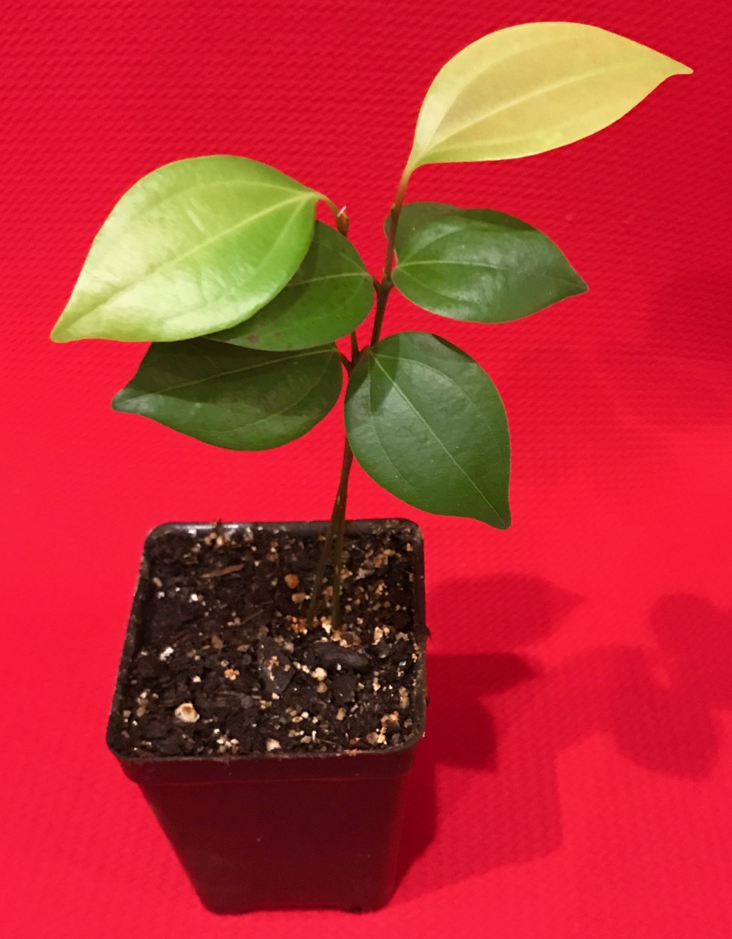 CEYLON CINNAMON Cinnamomum zeylanicum Starter Tree Potted Plant Spice Tea