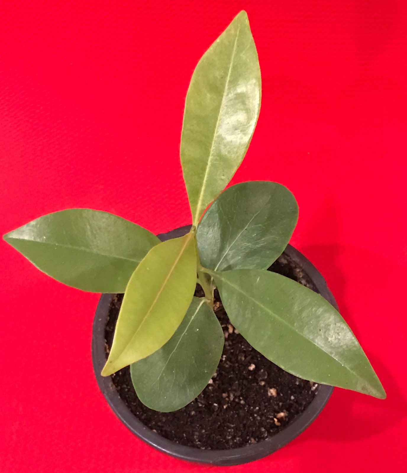Sapodilla Manilkara Zapota Chiku Makok Tropical Tree Starter PLANT Seedling