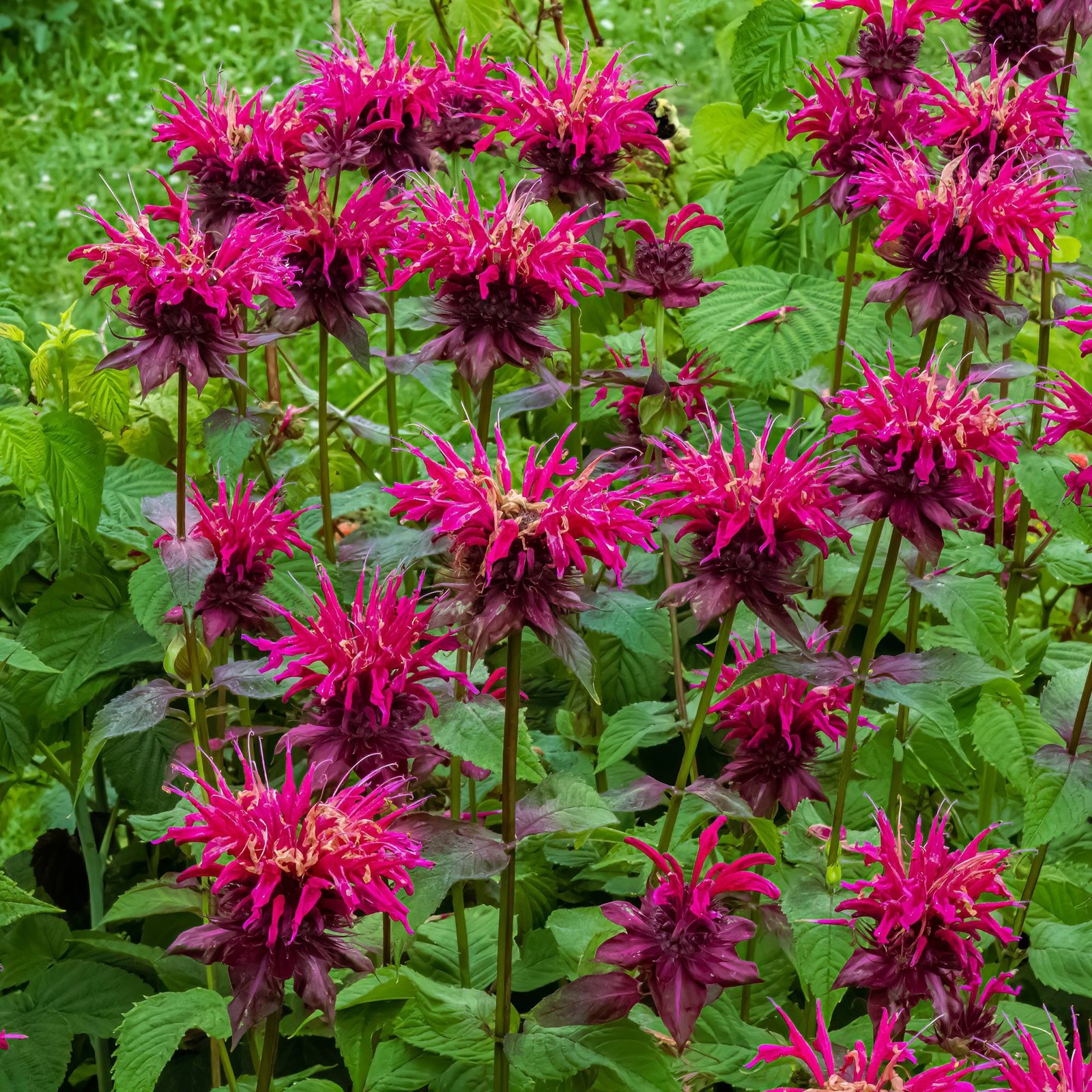 Bee Balm Balmy Purple 2 Potted Plants – Rooted in Quart Pots, Easy to Grow