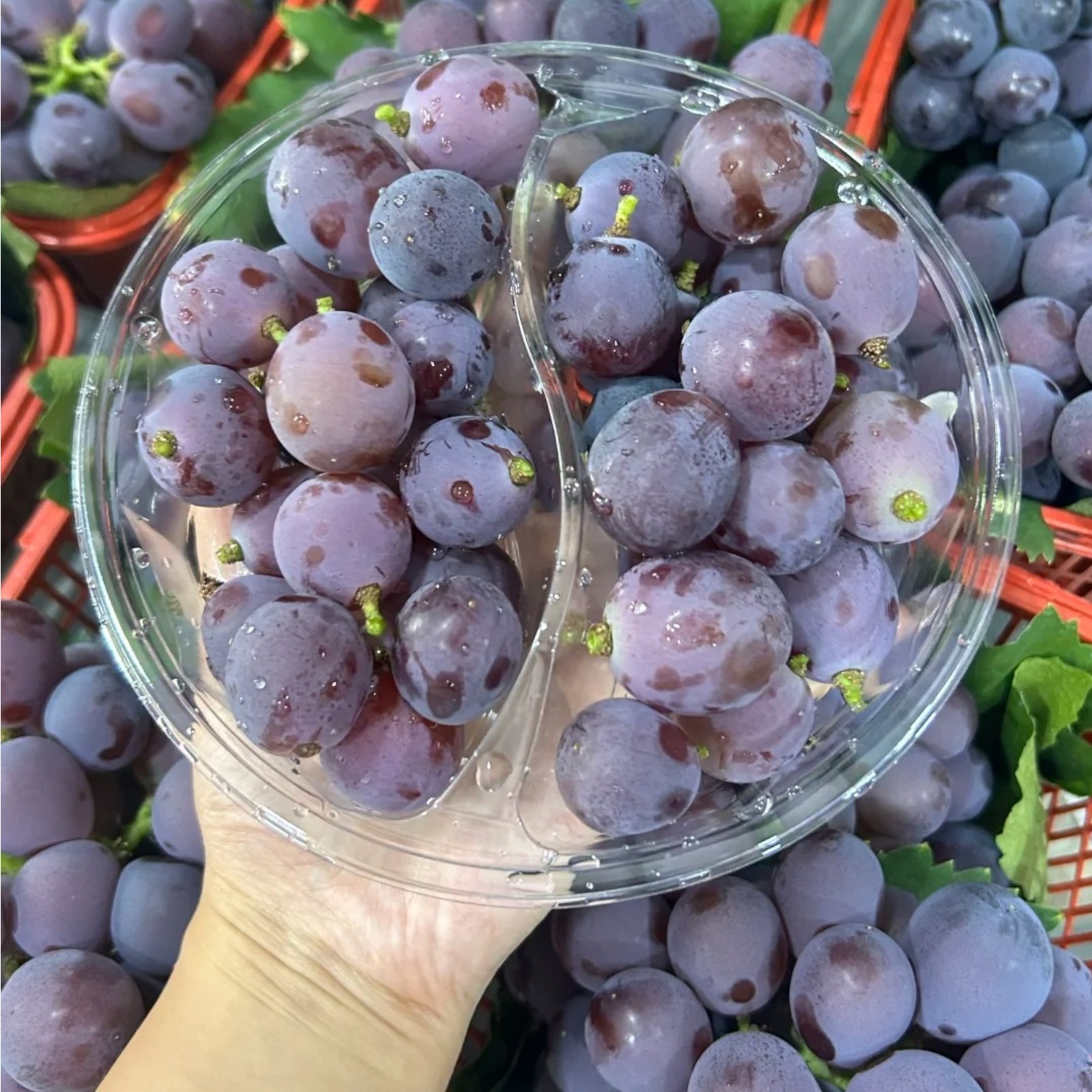 30 Purple Grape Seeds – Sweet Juicy Table Grapes for Home Vineyard & Garden