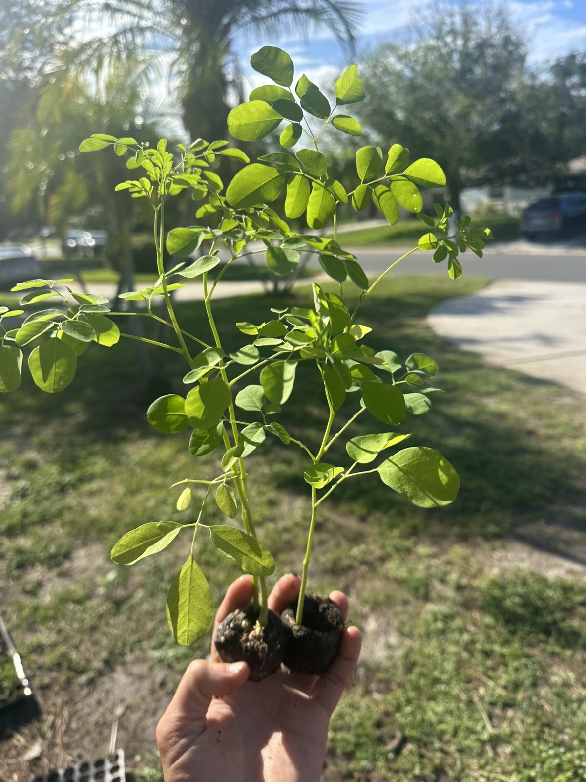 2 Live Moringa Tree Seedlings 1 Foot + Moringa Oleifera live Miracle Tree Plant
