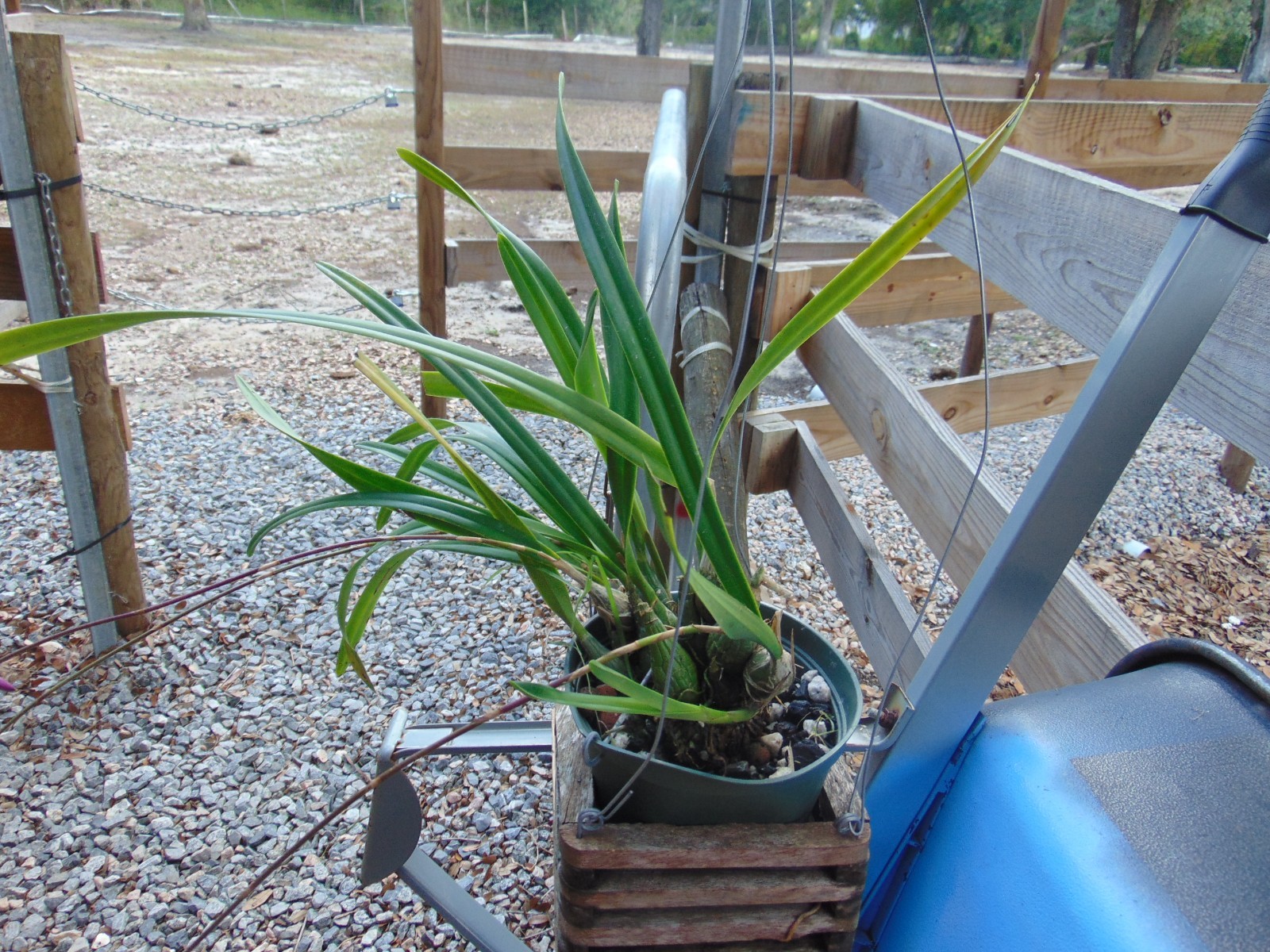 Encyclia guadalupeae X Encyclia tampensis FLOWERS 6″ pot Primary LARGE PLANT B