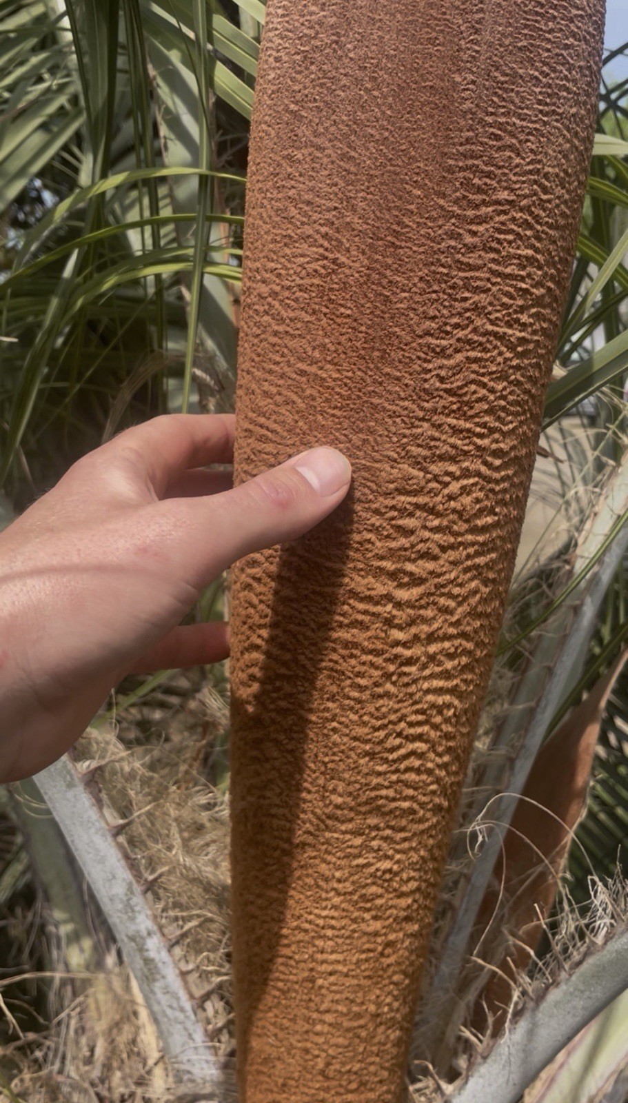 LIVE – Butia Eriospatha – Cold Hardy 8F – Snow/Ice Resilient – Tropical