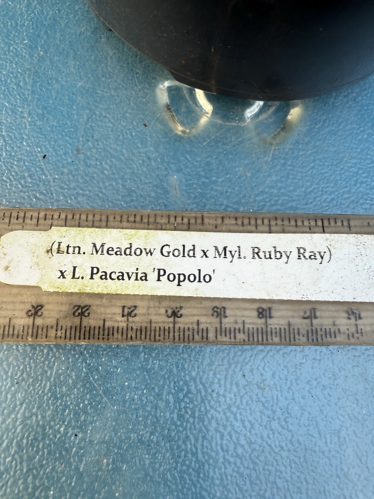 (Ltn Meadow Gold X Myl. Ruby Ray) X Cattleya Pacavia Orchid Eros 4” Pot