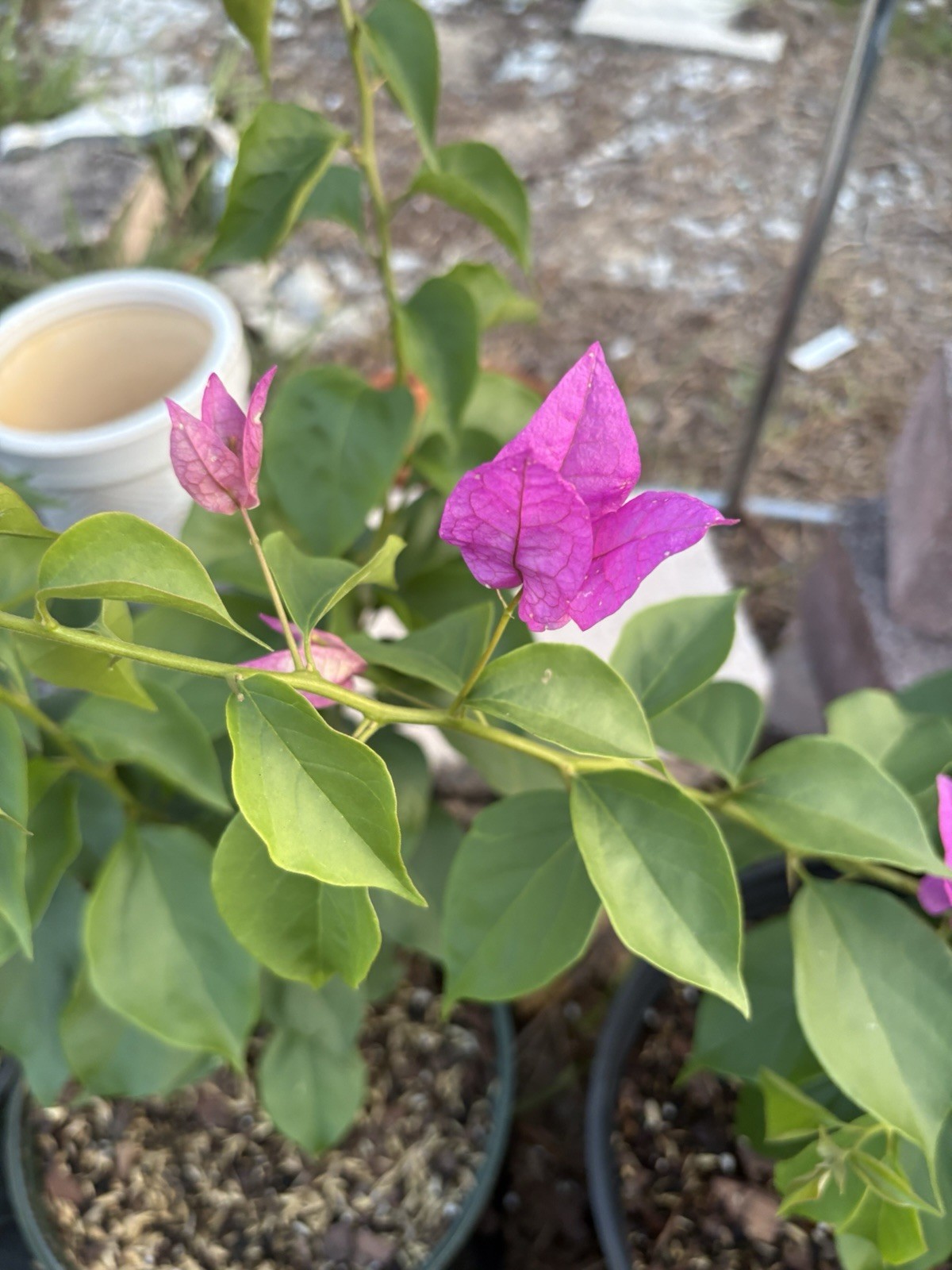 WAJID ALISHA Bougainvillea two tone Live Potted Full Sun Outdoor