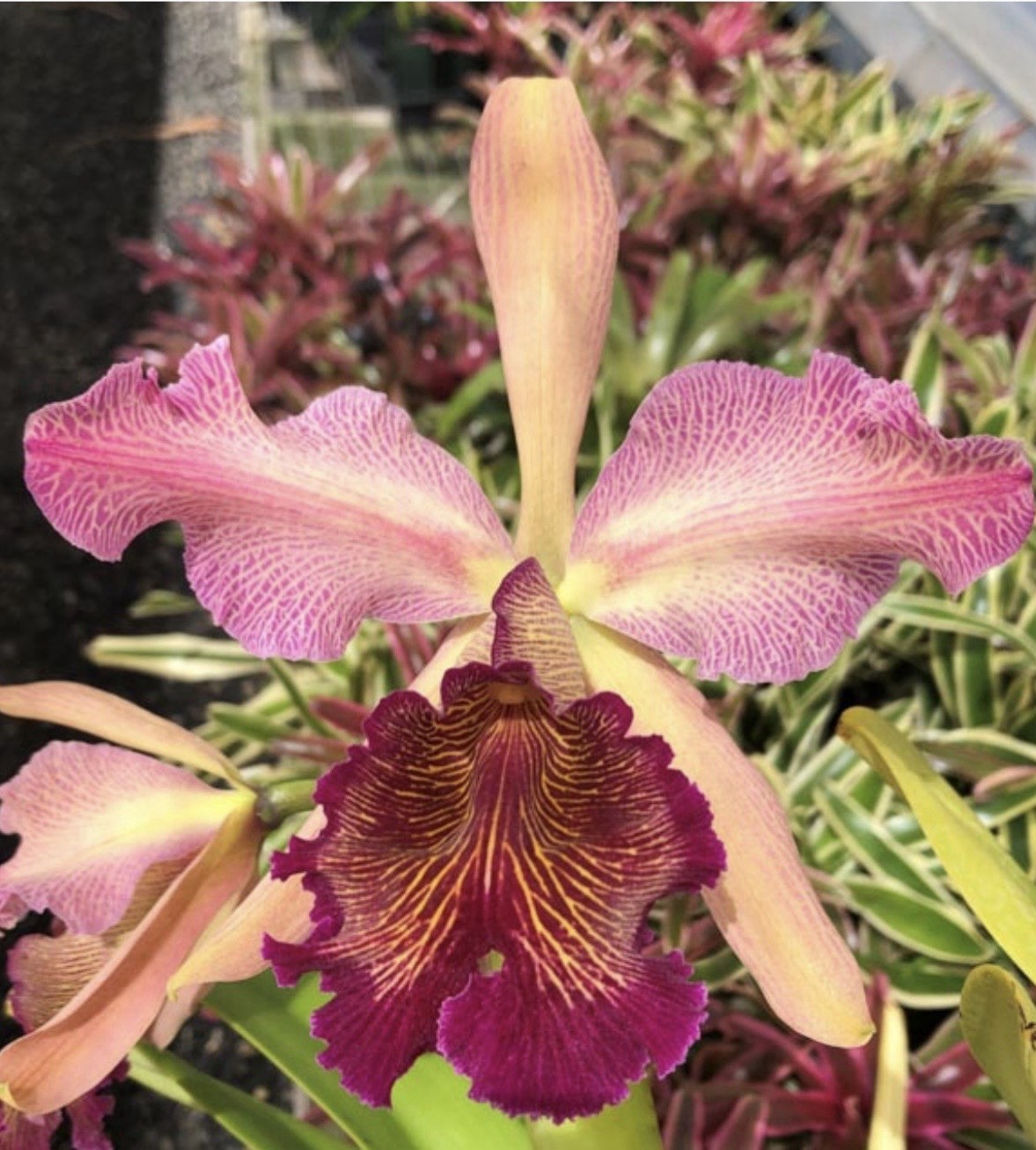 Cattleya dowiana v. rosita in 3in pot