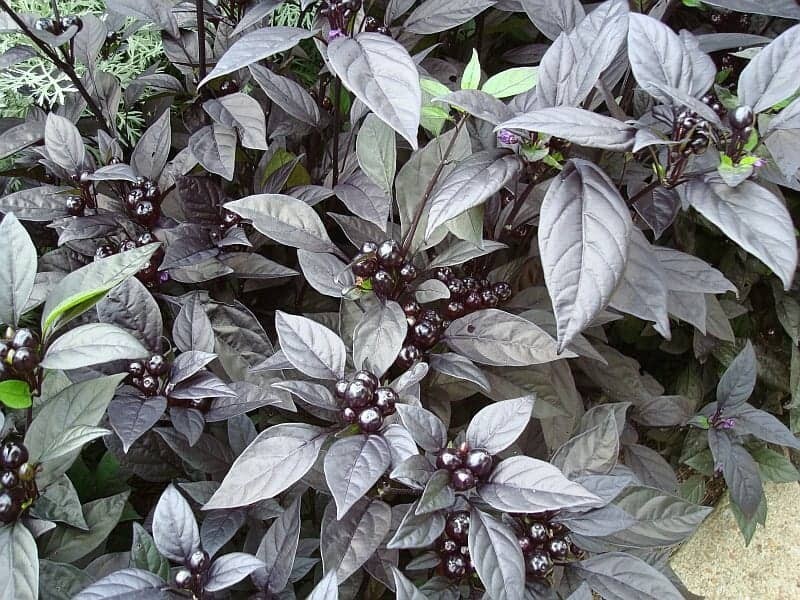 25 seeds Black Pearl heirloom Hot pepper RARE heirloom BEAUTIFUL BLACK LEAVES