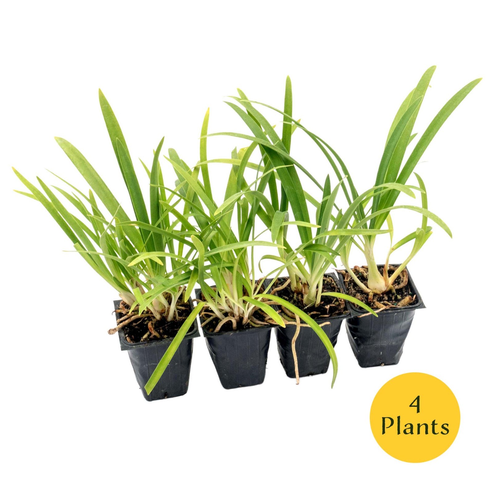 Frederick Street Park Agapanthus in 2.5” Nursery Cubes, Live Flowering Plants