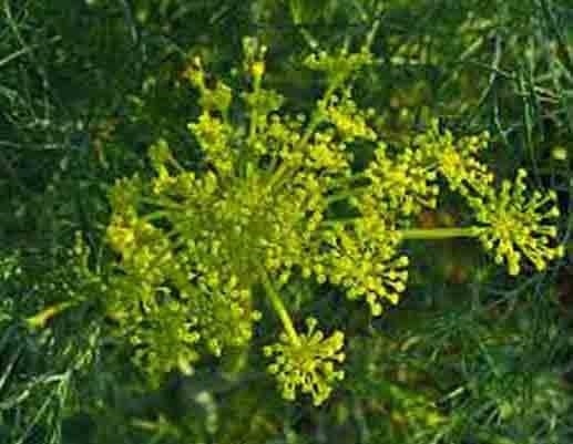 DILL 350 SEEDS SPRING INSECT REPELLENT HERB GARDEN SPICE NON-GMO HEIRLOOM USA