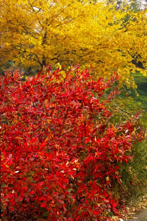 1 Red Chokeberry Aronia arbutifolia 12-24″ Starter Plant Bare Root