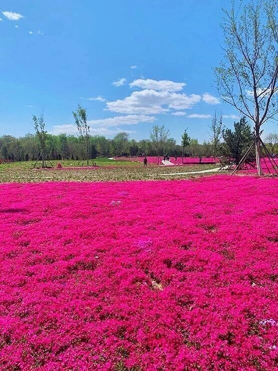 500+ Red Creeping Thyme Seeds — Groundcover — Non-GMO — FRESH