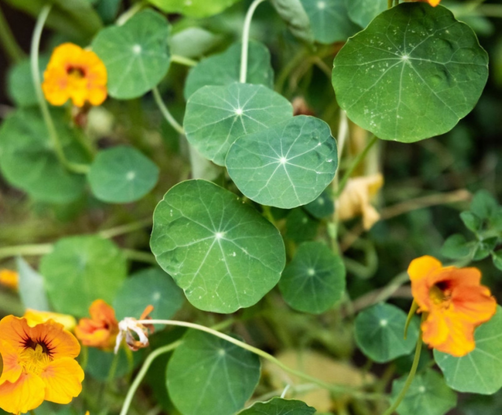 Empress Of India Nasturtium Seeds | Heirloom / Non-GMO