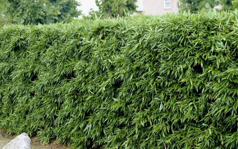 4 Plants – David Bisset Bamboo/Phyllostachys-VERY COLD HARDY DOWN TO -15 DEGREES