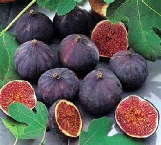 Olympian Fig ( ficus carica ) – Live Plant – ( 1 QT )