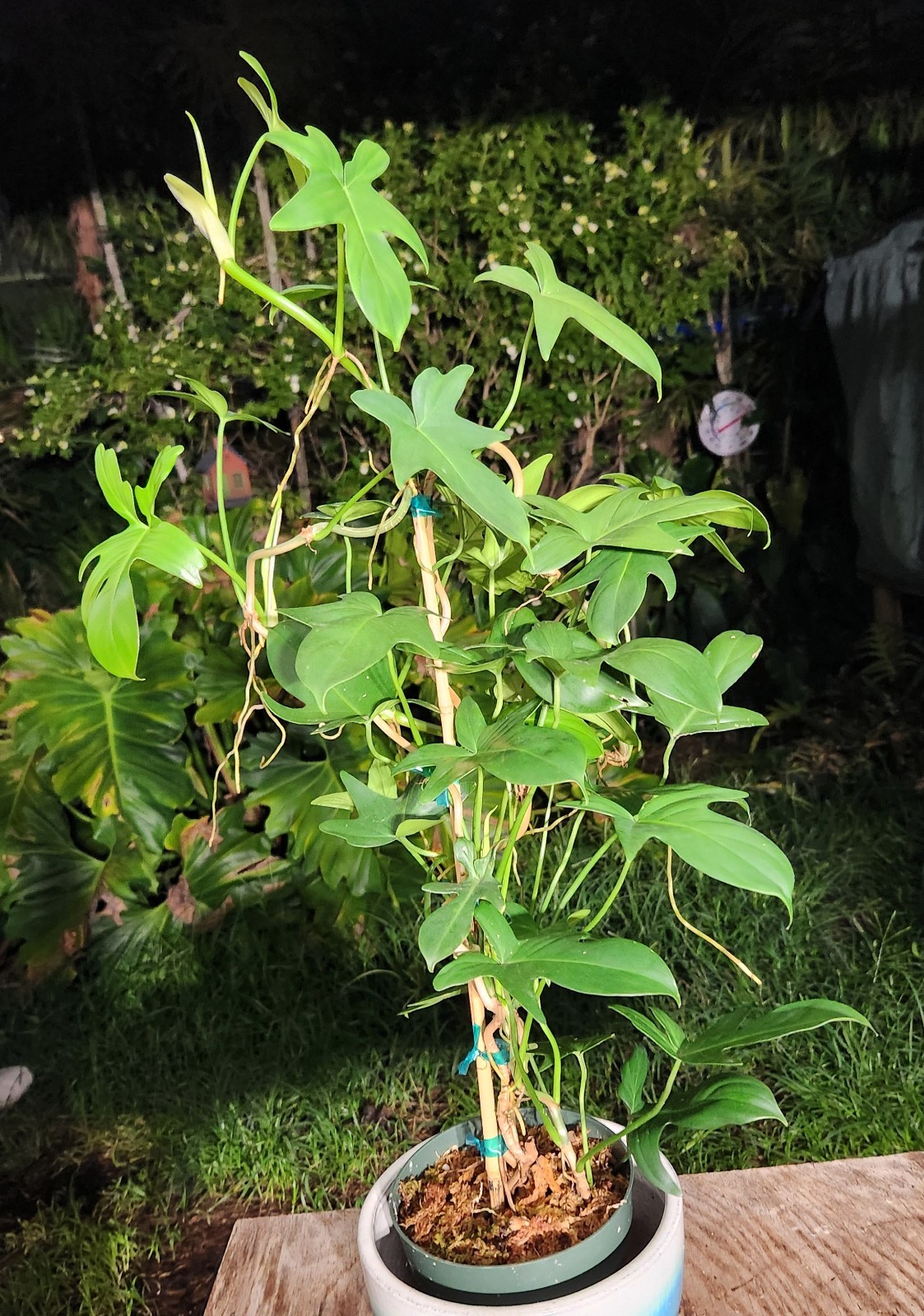 Philodendron Pedatum Plant in 6″ Pot 27″ Tall 15″ Wide LARGE