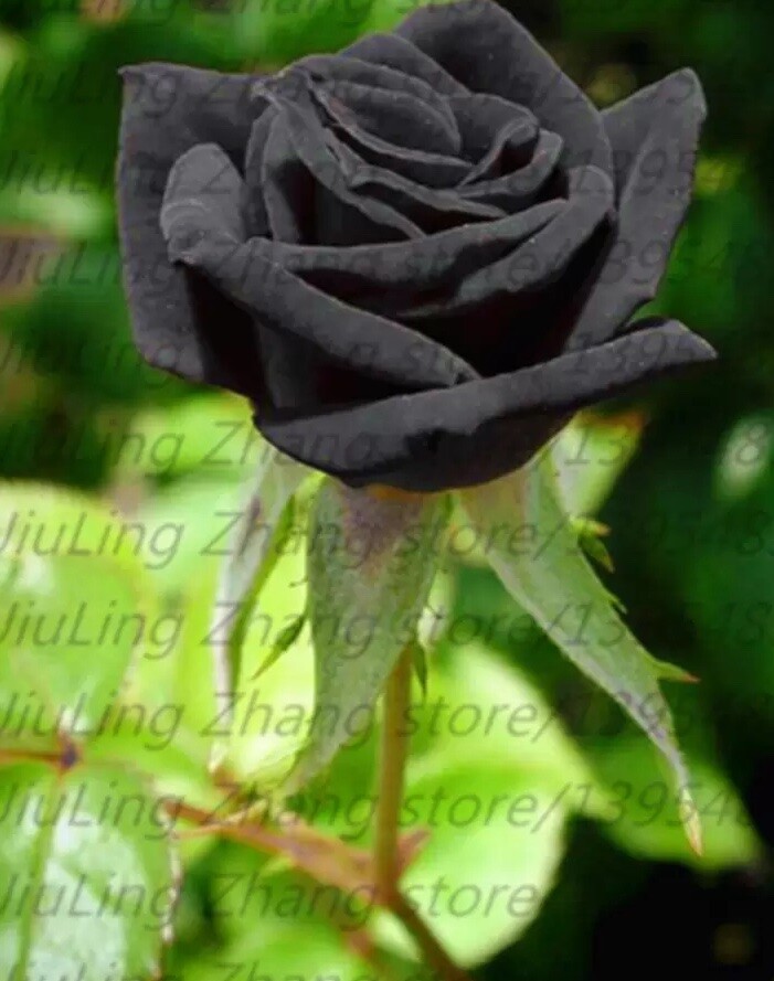 20 EXOTIC RARE BLACK ROSE SEEDS home garden flower plant bush diy sun Rosas tea