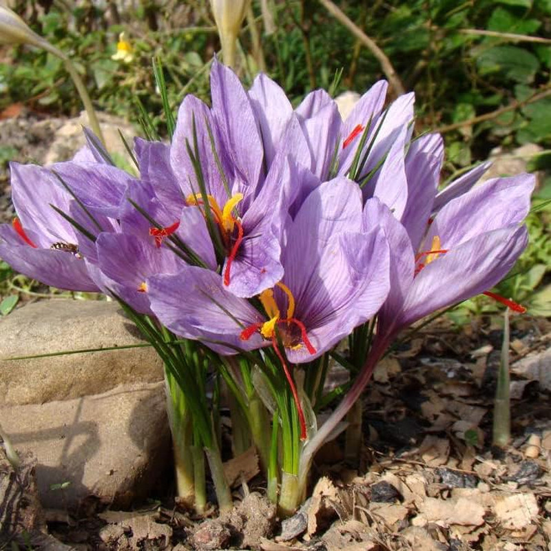 100 PCS Saffron Plant Seeds Non-Gmo Perennial Saffron Crocus Seeds
