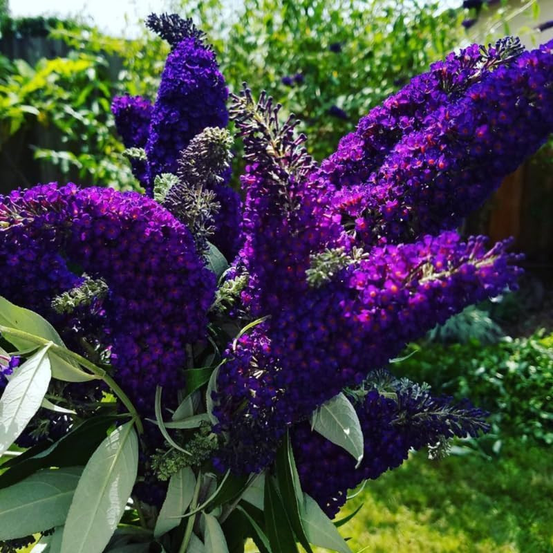 Black-Purple Butterfly Bush Live Shrub Plant Shrub, Buddleia Bush Well Rooted, 5