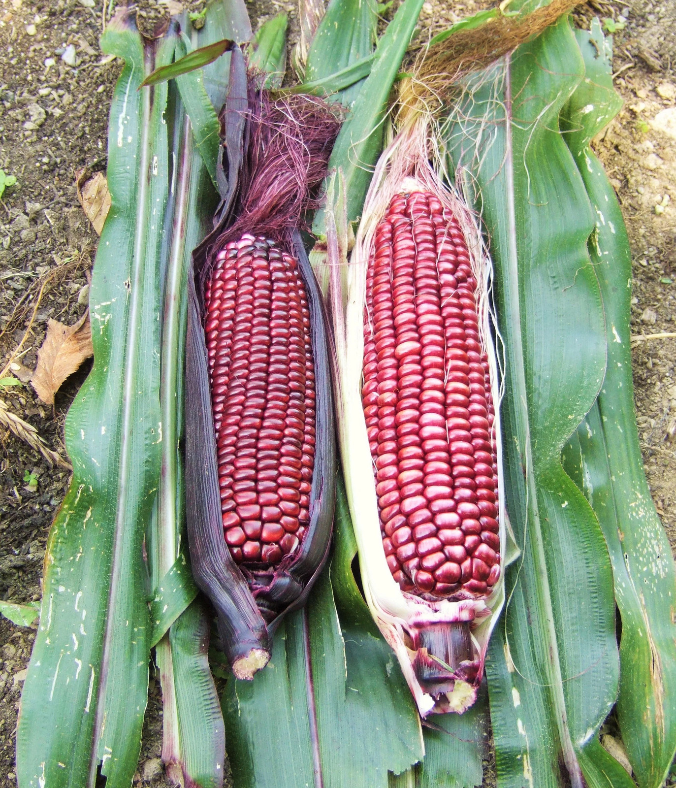 Double Red Sweet Corn Seeds | Purple Husk Stalk Indian Ornamental Dent Seed 2024