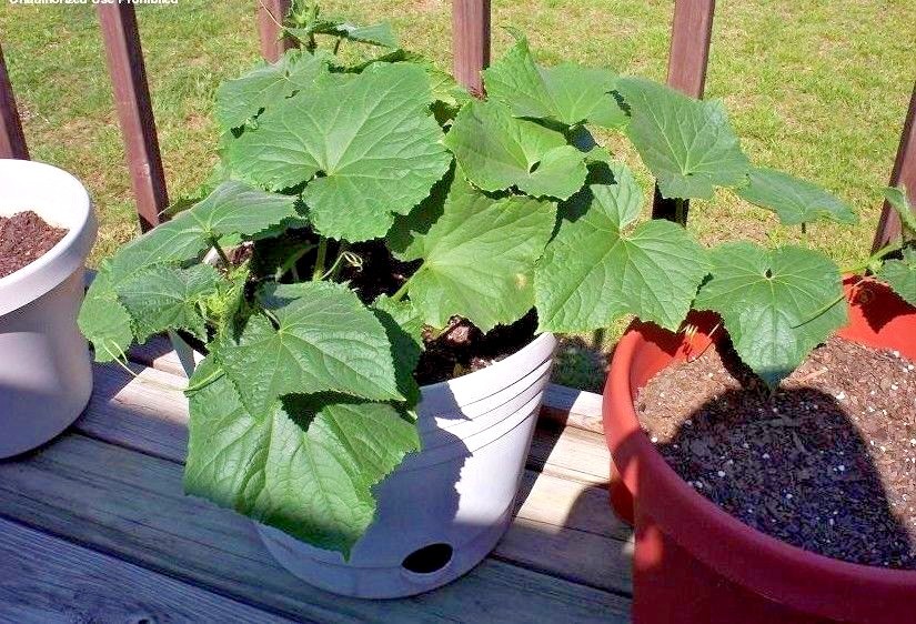 35+SPACEMASTER BUSH CUCUMBER Seeds Patio Container Hanging Basket Spring Garden
