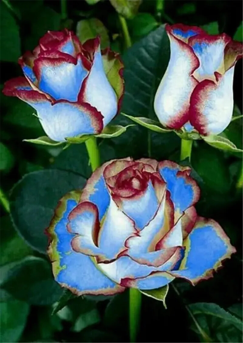 25pc ROSE SEEDS Garden Plant Flower Nursery rare exotic USA seller FREE shipping