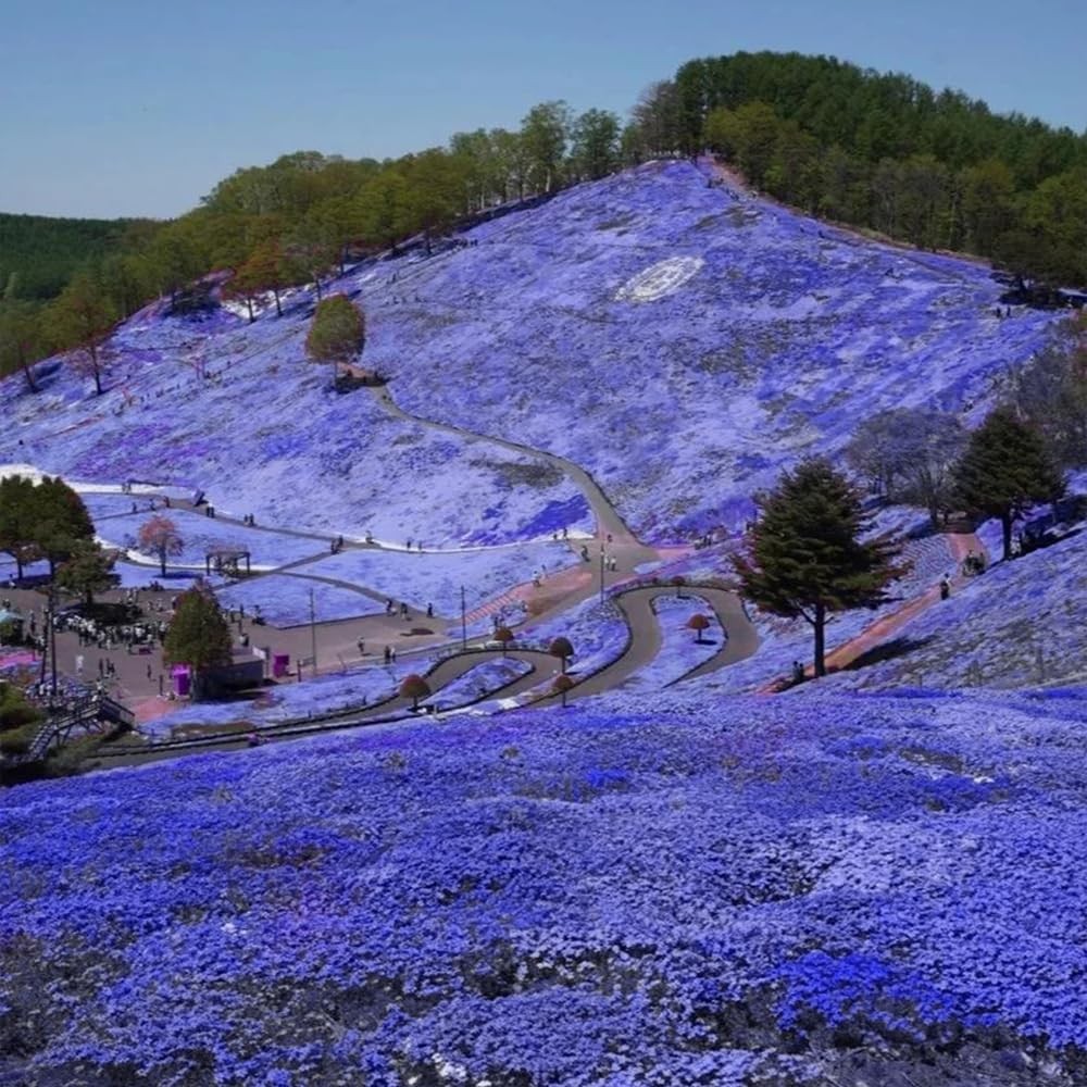 22000+ Blue Creeping Thyme Seeds for Planting Red, Blue, Yellow, white, pink.