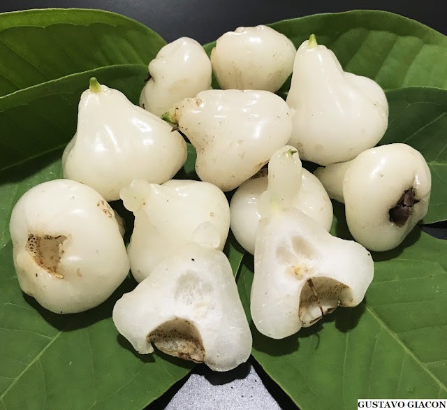 Syzygium Aqueum – “Jambo Branco” (White Water Apple) – Tropical Myrtaceae
