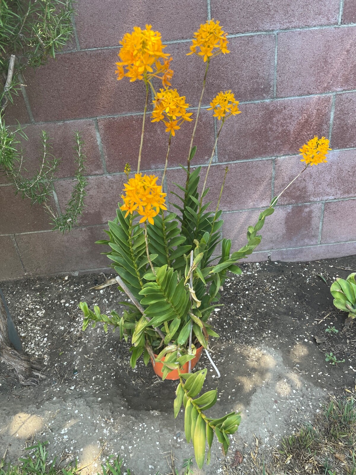 Epidemdrum plants