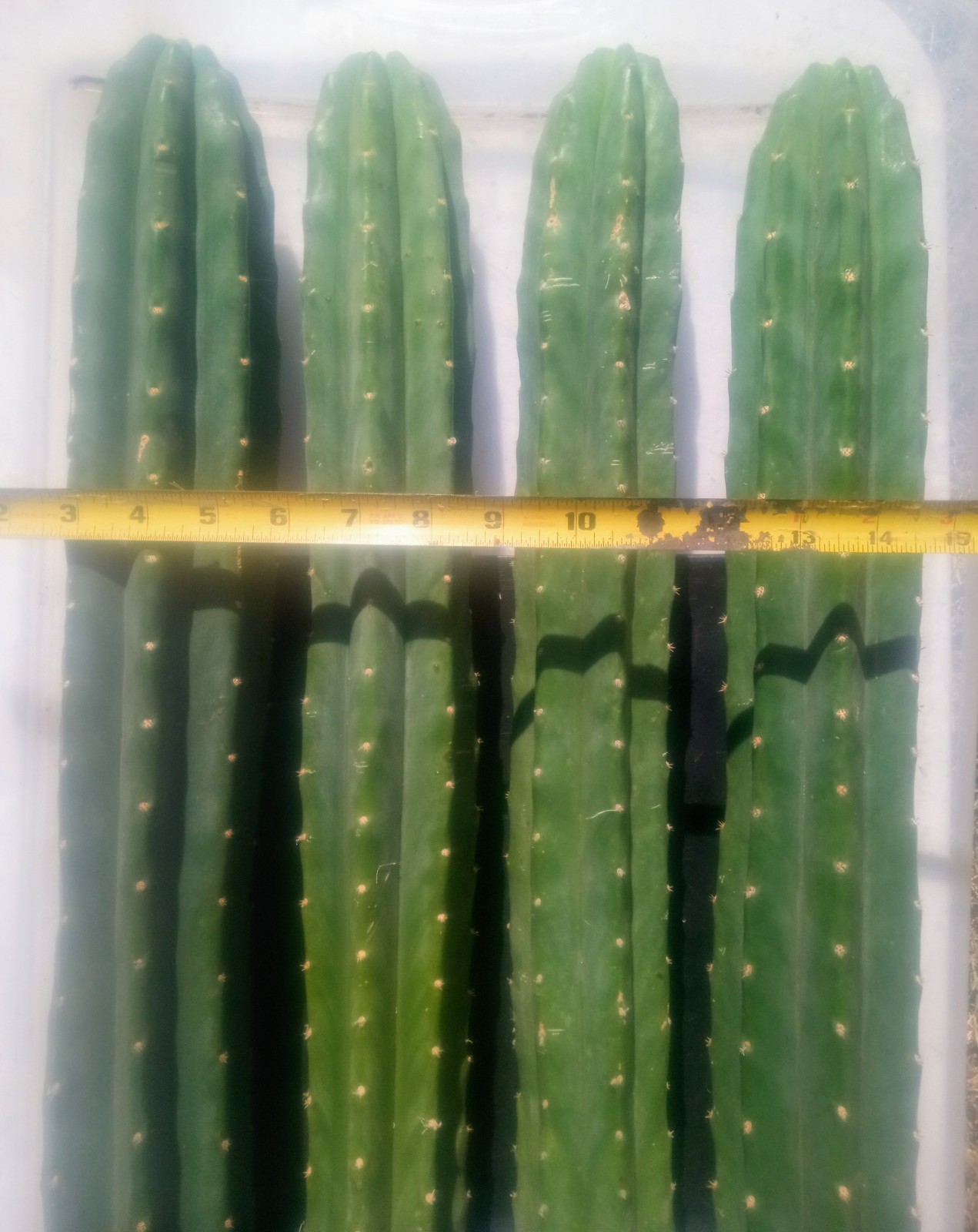 Echinopsis Cactus, 7.5 ft. of 🌵 Perfect for Grafting