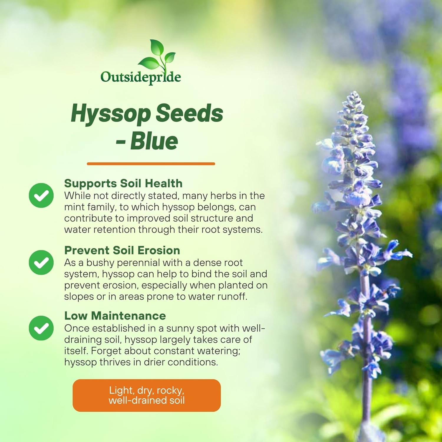 2000 Seeds Hyssop Seed – Blue Hyssopus Officinalis Herb Seeds