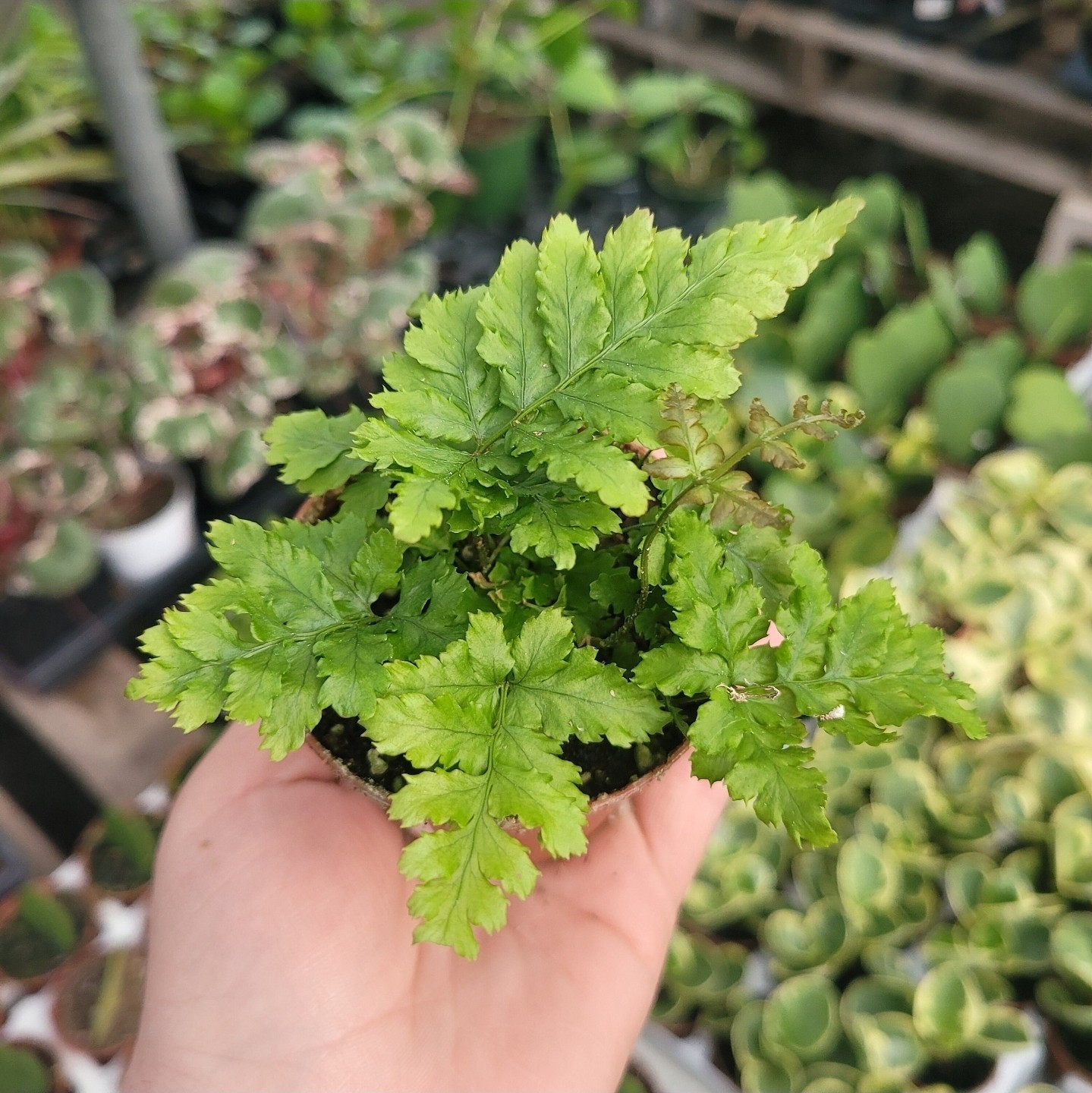 Autumn fern | Japanese shield Fern |Dryopteris Erythrosora | 2in pot