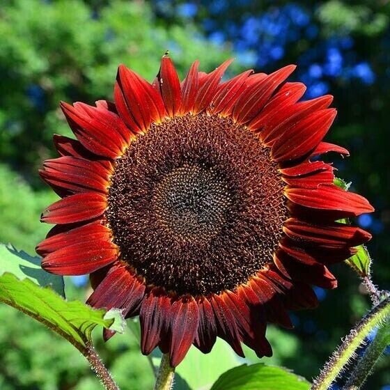 10+ RED SUN SUNFLOWER SEEDS — Heirloom — NON GMO — FRESH — RARE