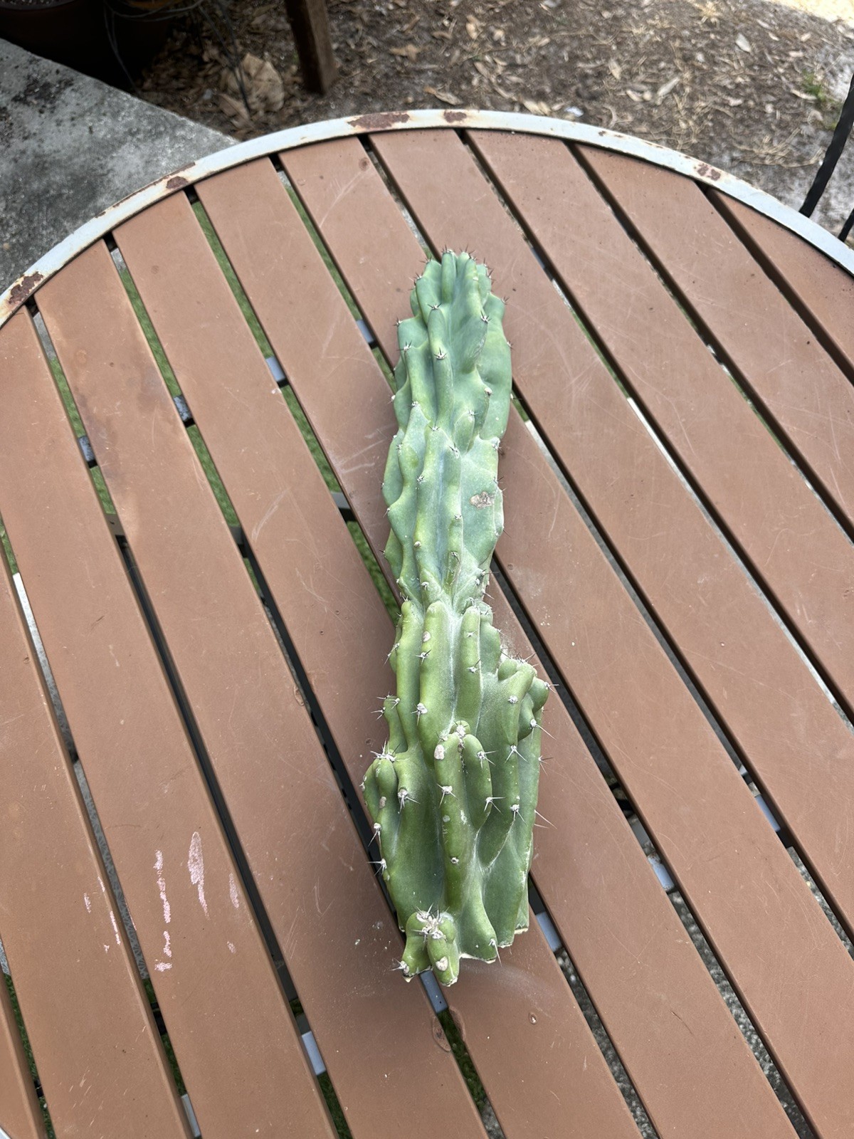 Night Blooming Cactus -cereus peruvianus monstrose Cutting around 16”