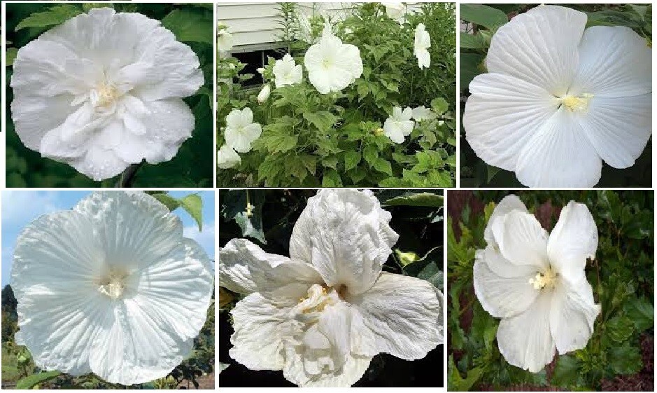 400 + 6 Different True Perennial Hibiscus RED/WHITE/PINKS/MIXED SEEDS ETC., #21