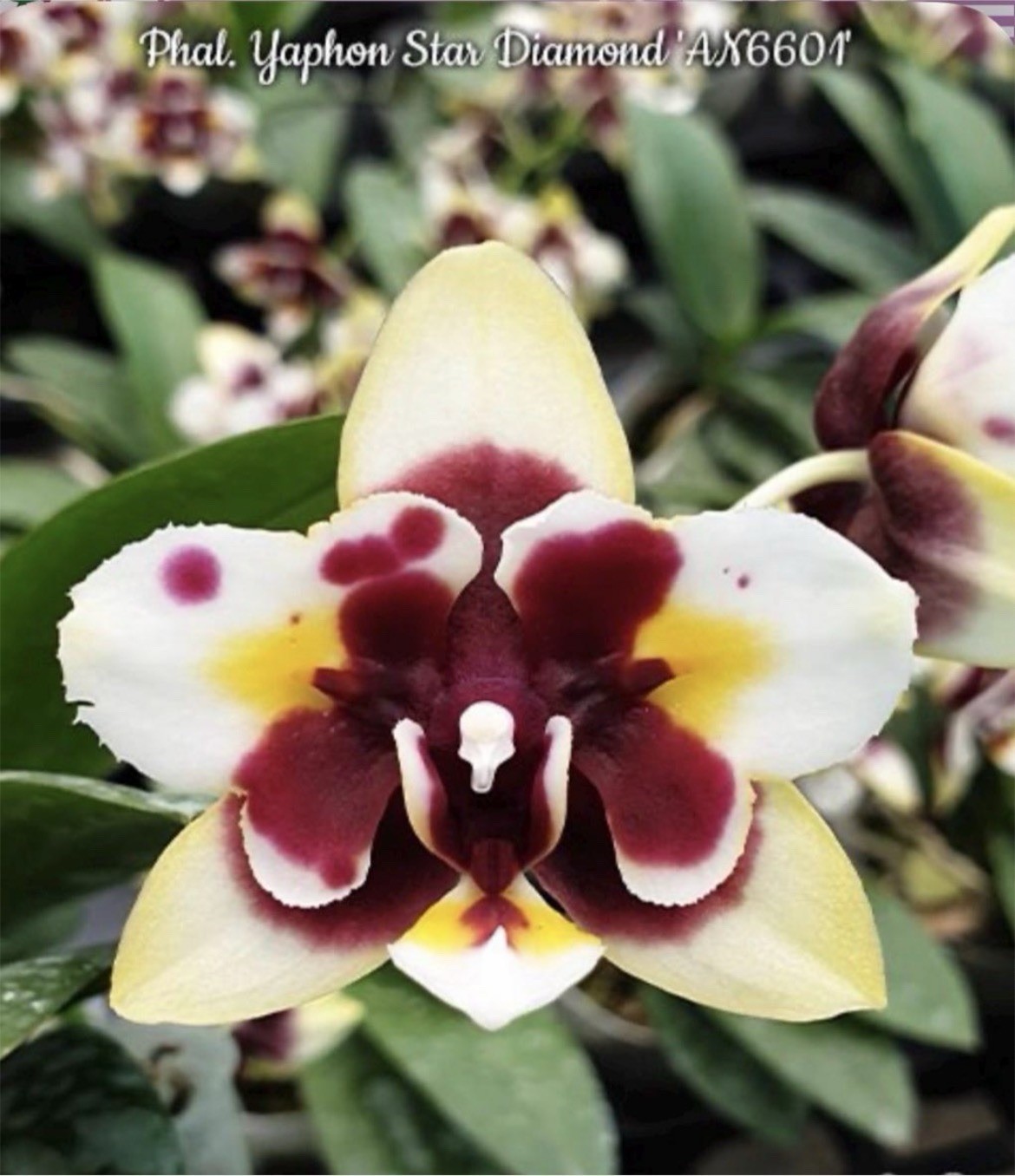 Phal. Yaphon Star Diamond ‘AN6601’, Blooming Size, FREE Shipping