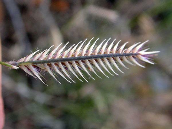 Bouteloua gracilis | Blue Grama | Eyebrow or Mosquito Grass | 100 Seeds