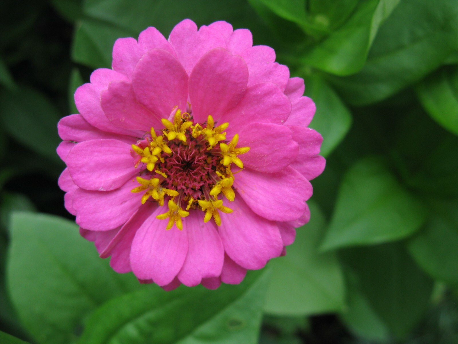 301+ROSE ZINNIA Seeds Summer Garden Flowering Annual Big Cut Flowers Fast Easy