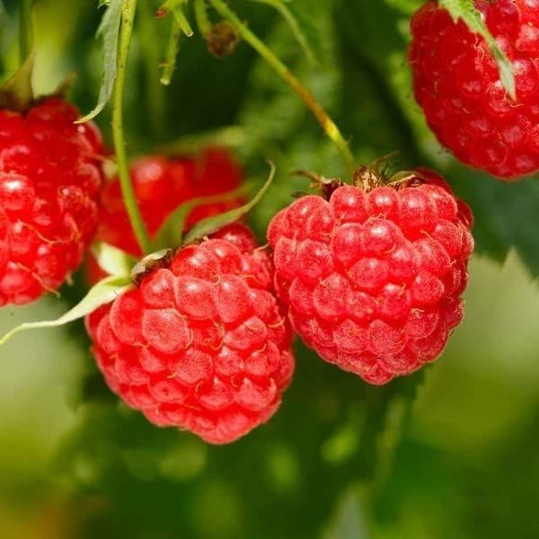 Ultimate 1000+ Fruit Seeds: Non-GMO Strawberry, Raspberry, Blueberry Collection