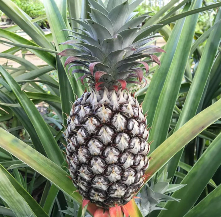 Live Florida White Pineapple Plant, 1 Gal Pot, 1–2Ft Tall,No Ship CA,HI,PR,GU,AK