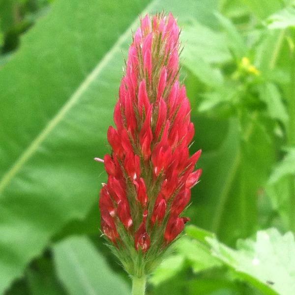 Trifolium incarnatum | Crimson Clover | Italian Clover | 100 Seeds