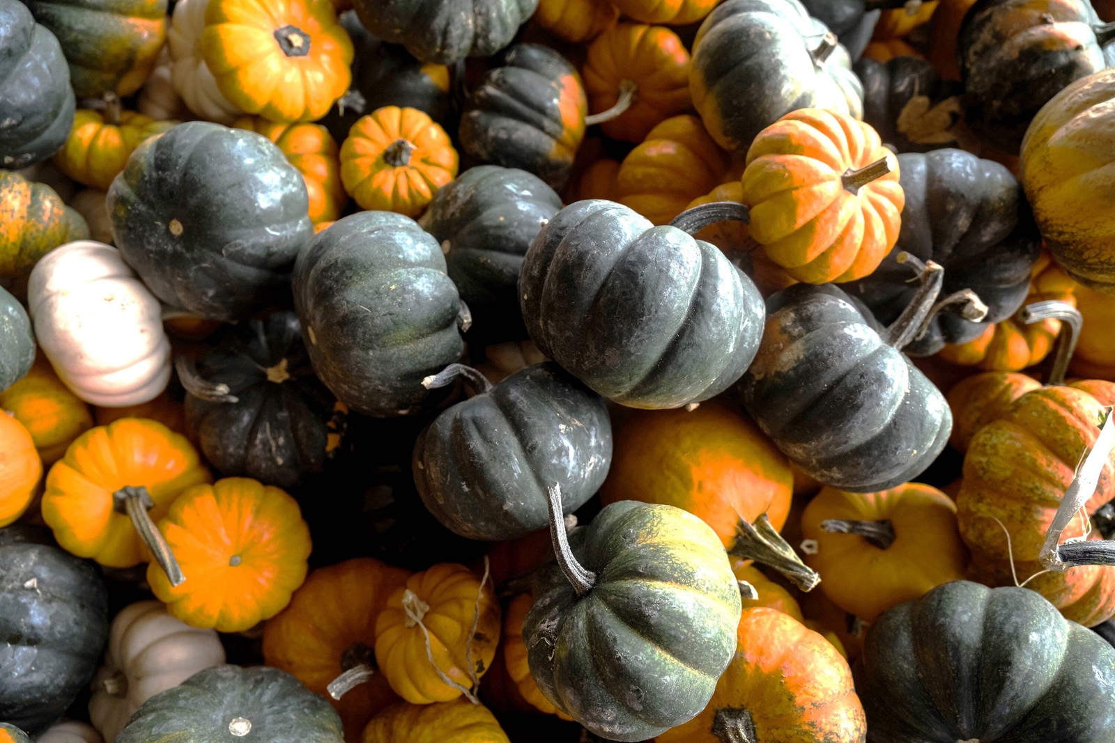 20 MINI MIX PUMPKIN Miniature Cucurbita Pepo White Green Orange Stripe Veg Seeds