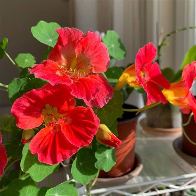 20+Tall Nasturtium Seeds Mix(Tropaeolum majus) Edible Garden Flowers USA