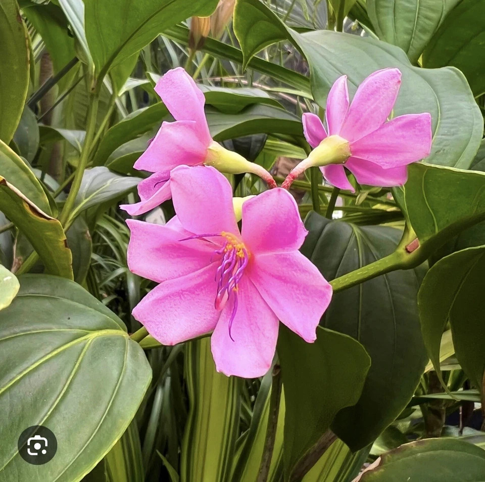 Medinilla Apoensis “Philippine Pink” Live Flowering Plant