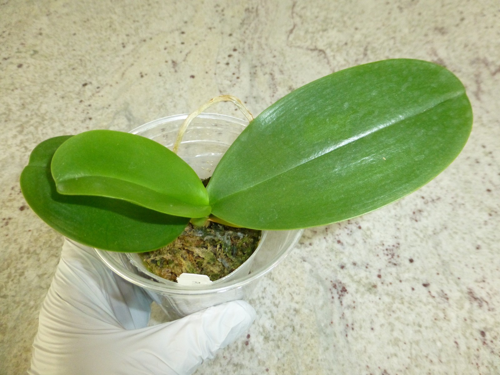Phalaenopsis Orchid Phal. Sogo Relex ‘1661’ Near Blooming Size In 2.5″ Pot