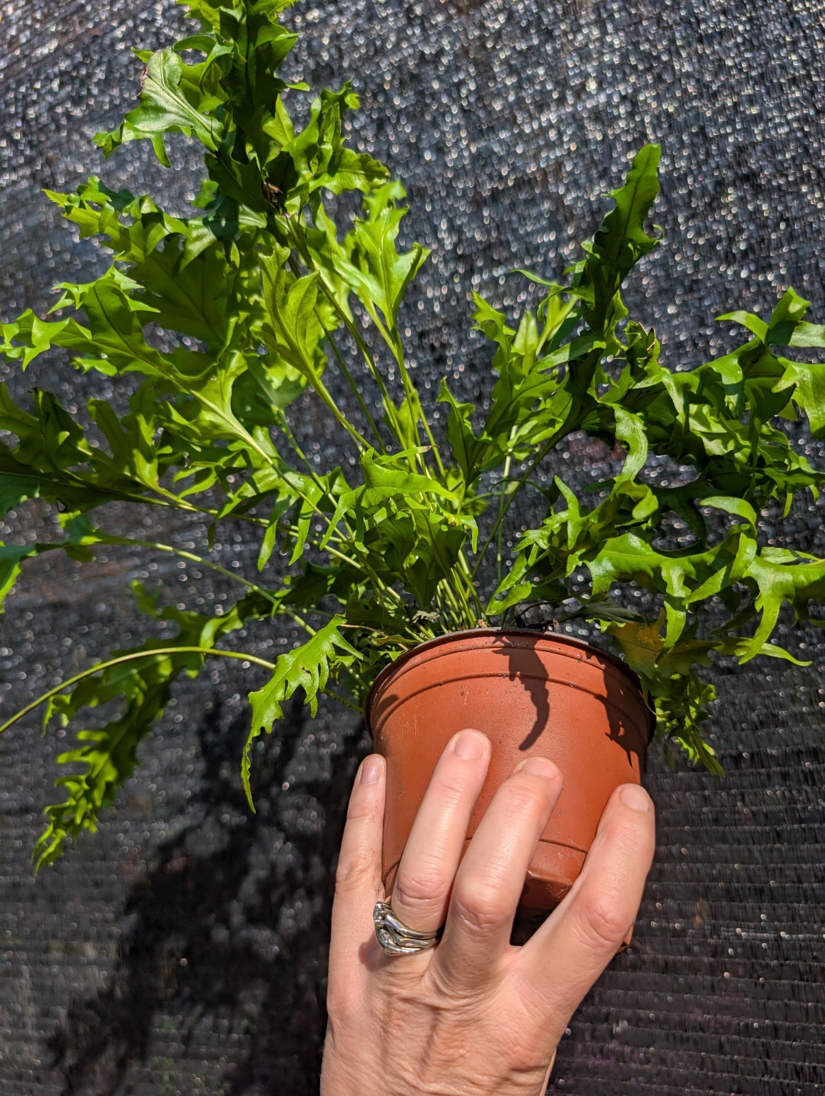 Dragon Wing Fern Exotic Live Rooted Tropical Houseplant Plants Hawaiian Sunset