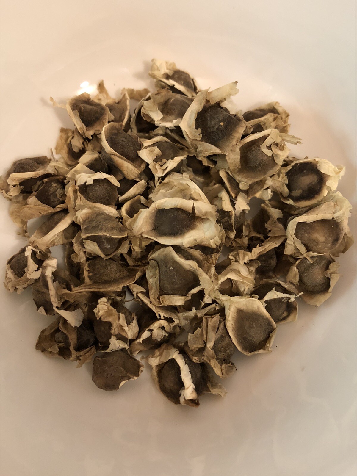 10 Organic Malunggay Seeds Moringa oleifera Drumstick Horseradish Arizona Grown