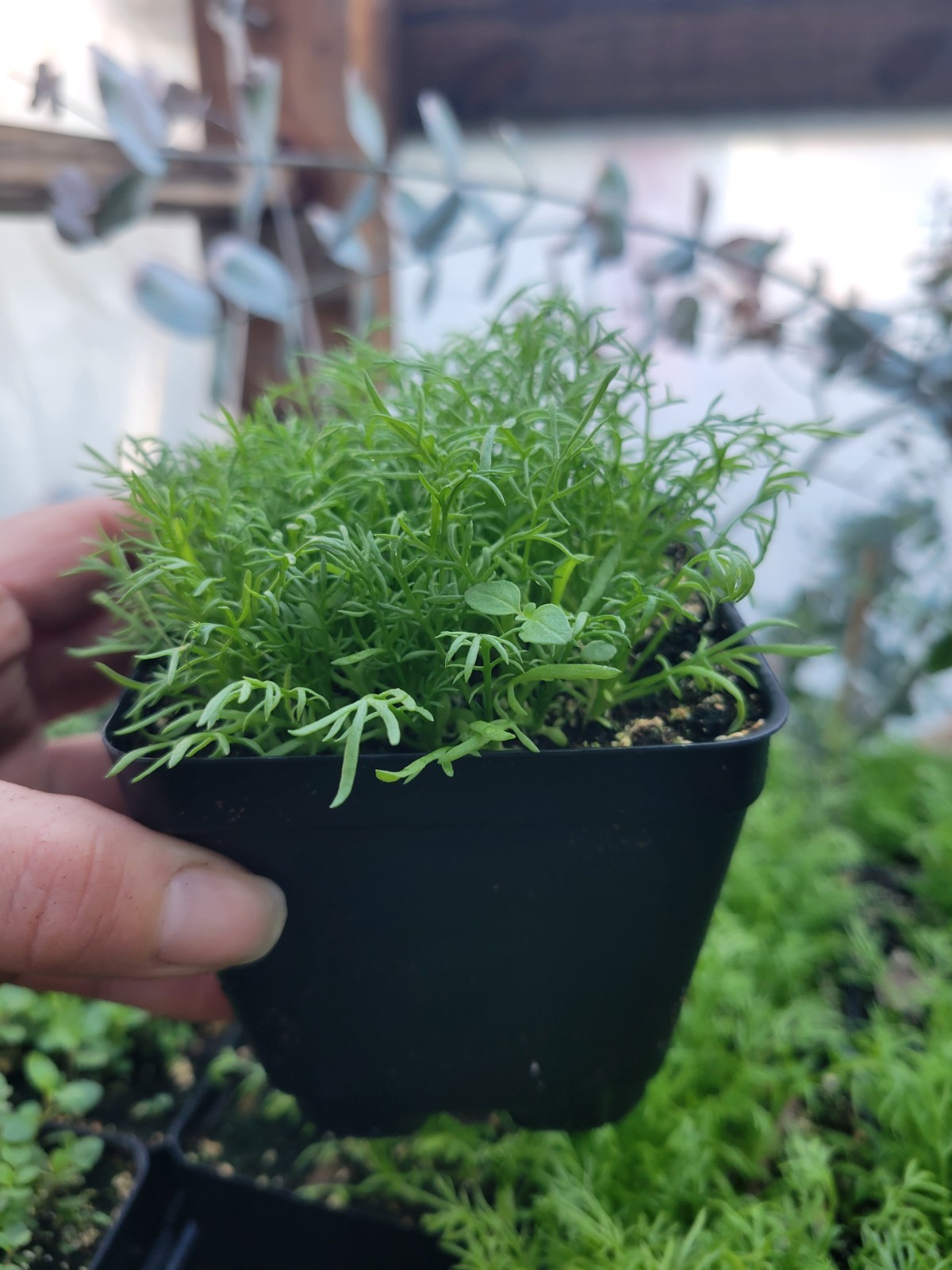 2 Pk Chamomile Live Plant, 4″ Pots, Well Rooted Healthy Plants